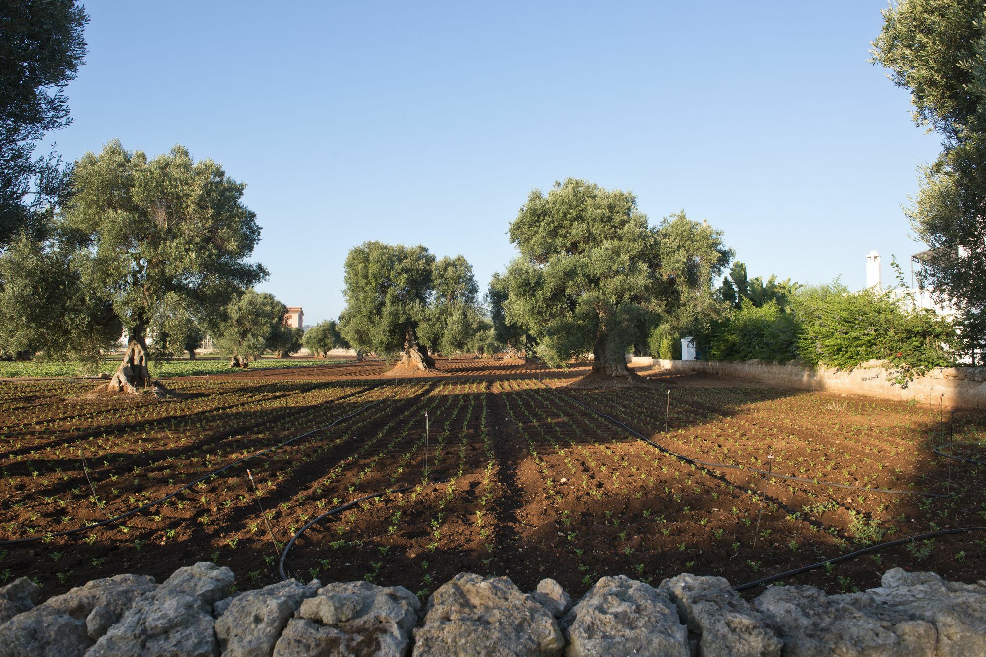 Masseria Don Luigi-Luxury Farmhouse 萨维勒特里 外观 照片